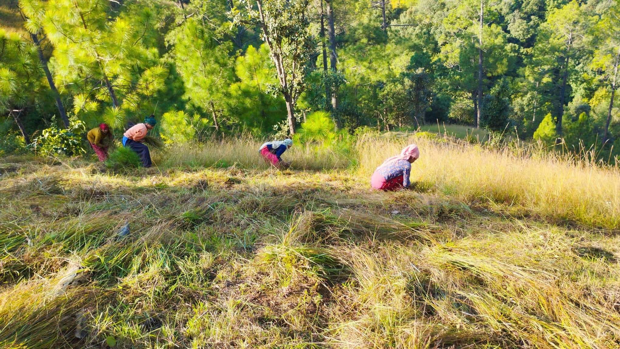 तिहारसंगै सुदूरपश्चिमका पहाडी जिल्लामा खर काट्ने चटारो 